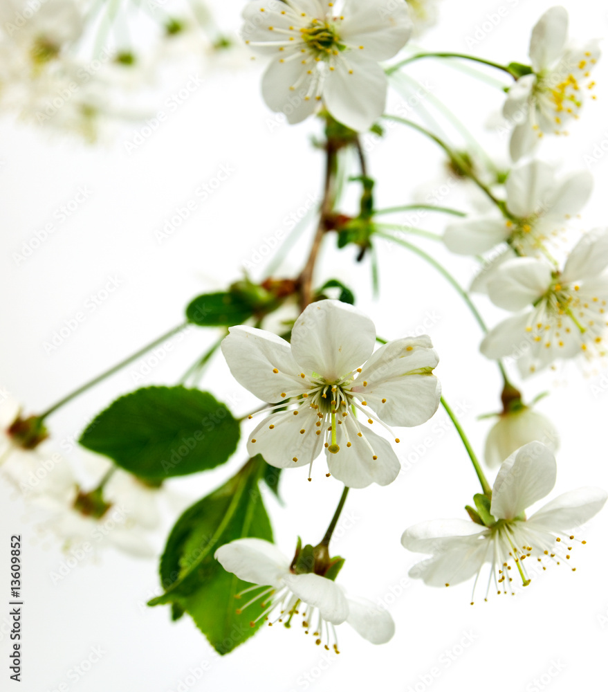 Obraz premium flower