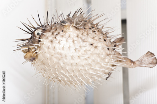 Stuffed fugu