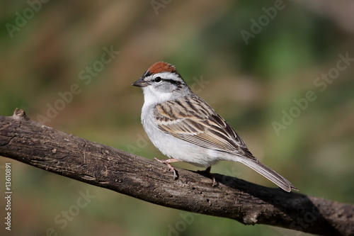 Sparrow On A Branch In Spring