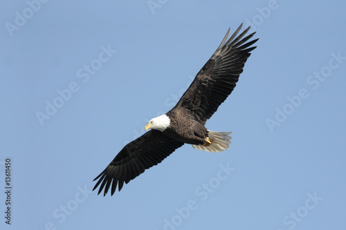 Adult Bald Eagle (haliaeetus leucocephalus) © Steve Byland