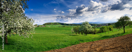 Spring landscape - green fields, the blue sky