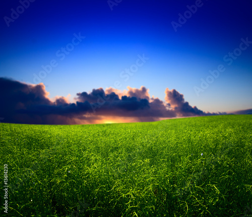 field of grass and sunset