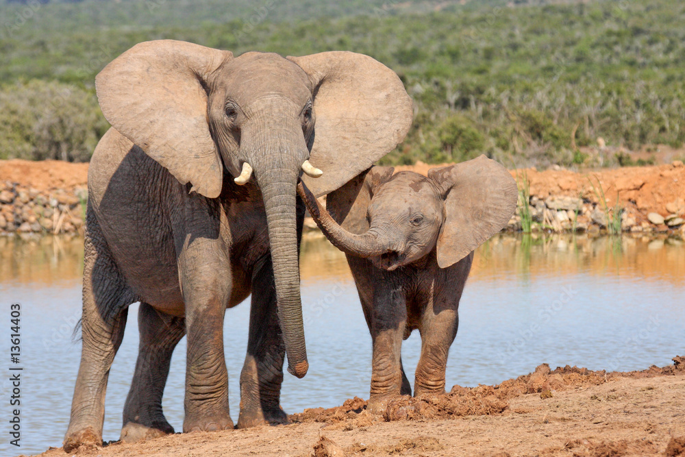 Fototapeta premium Elephant affection