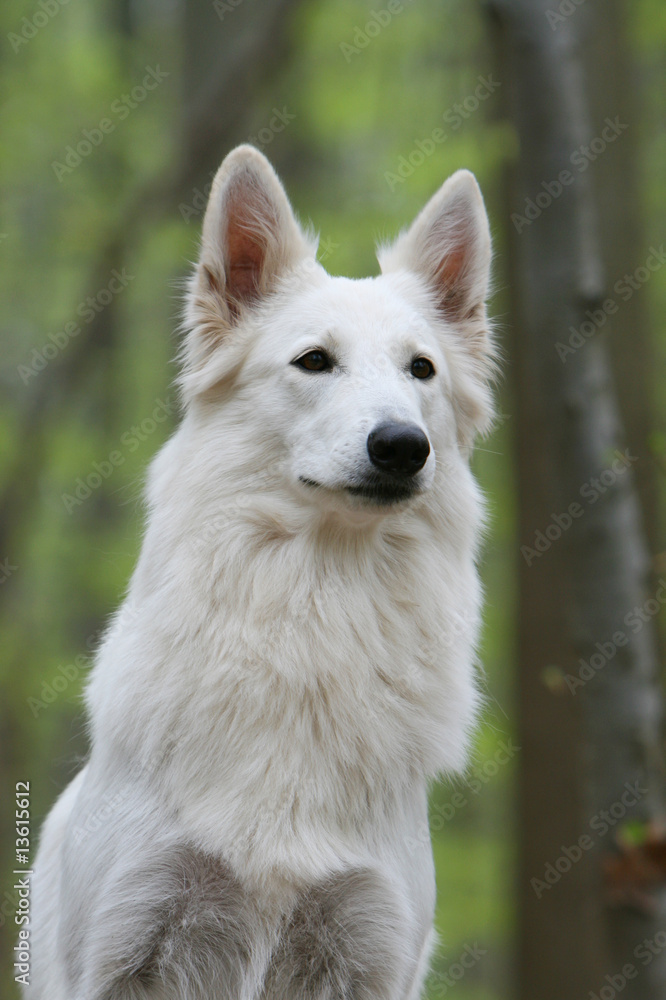 portrait d'un beau berger blanc suisse de face