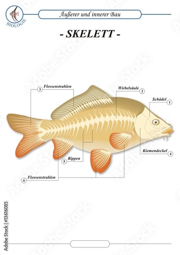 FischeSkelett