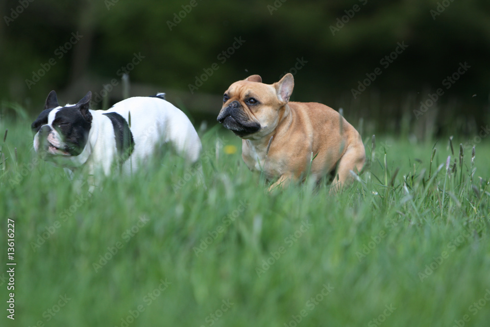 Obraz premium la course entre deux bouledogues français dans le jardin