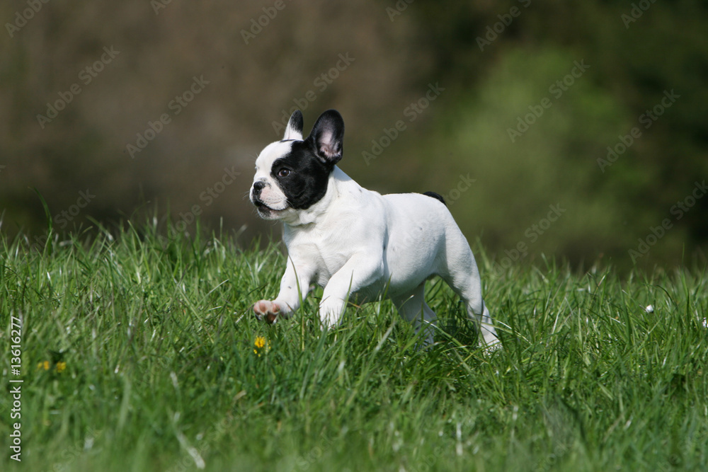 jeune bouledogue français en train de courrir vu de profil jeune bouledogue français en train de courrir vu de profil