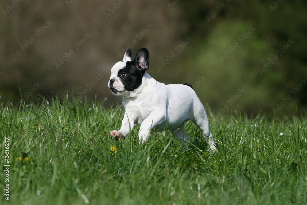 jeune bouledogue français en train de courrir vu de profil