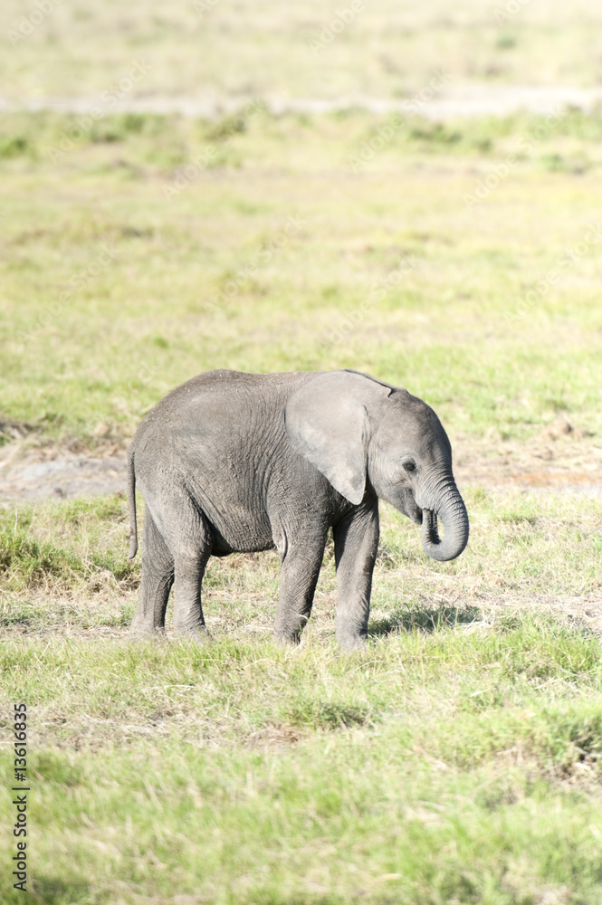 Elephant calf feeding by plucking grass from the ground