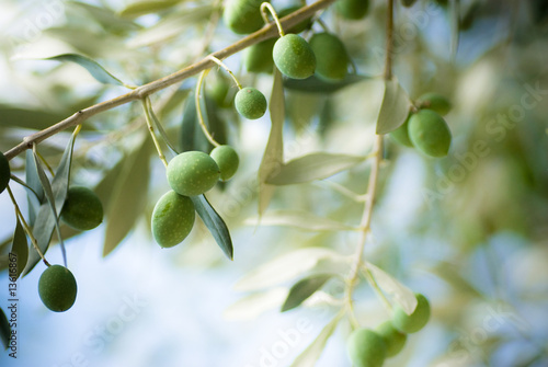 image d'une branche d' olivier avec des olives vertes photo