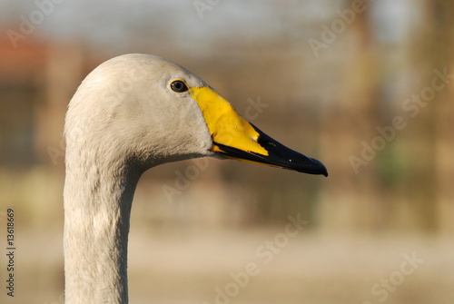 Profilo del cigno photo