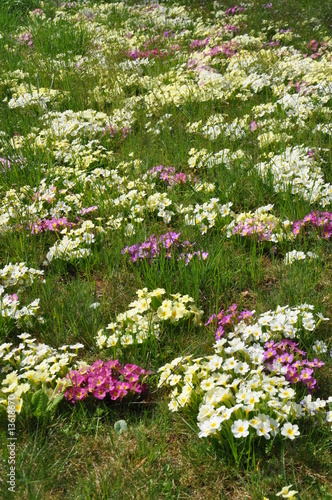 Wallpaper Mural Primel-Wiese Torontodigital.ca