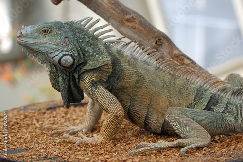 iguane