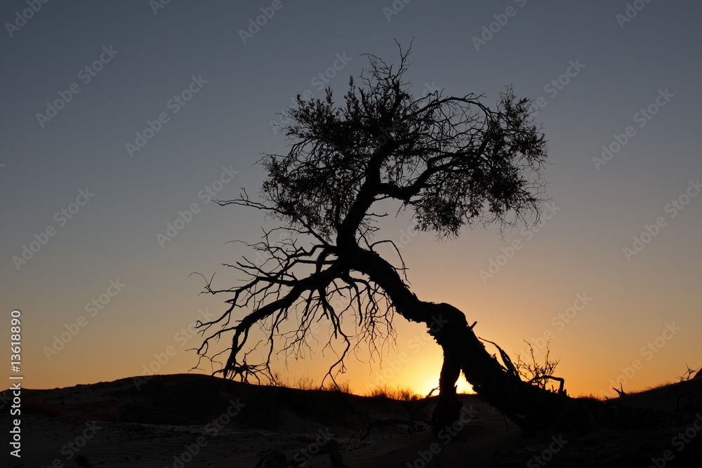 Tree silhouette, Kalahari desert, South Africa