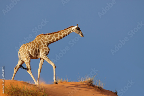 Giraffe on a sand dune, Kalahari desert, South Africa