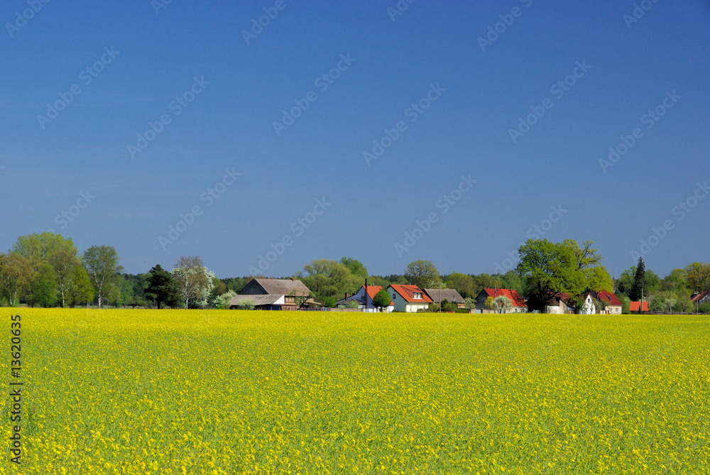 Rapsfeld mit Dorf - rape field and village 05