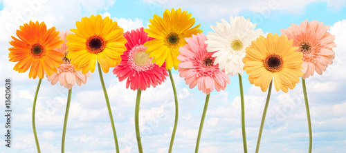 colorful daisy flowers