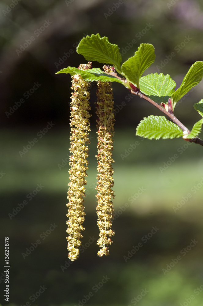Obraz premium Erlenkaetzchen, Erle, Alnus viridis