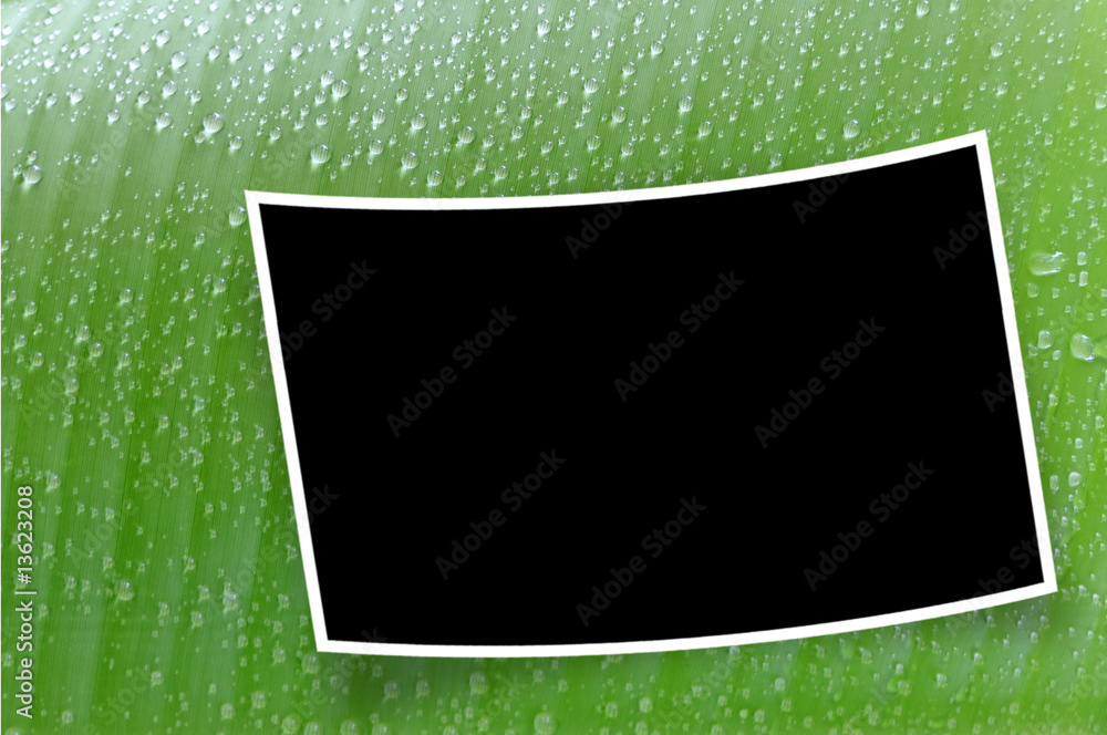 fond pour photo à courbure négative sur feuille de bananier Stock Photo