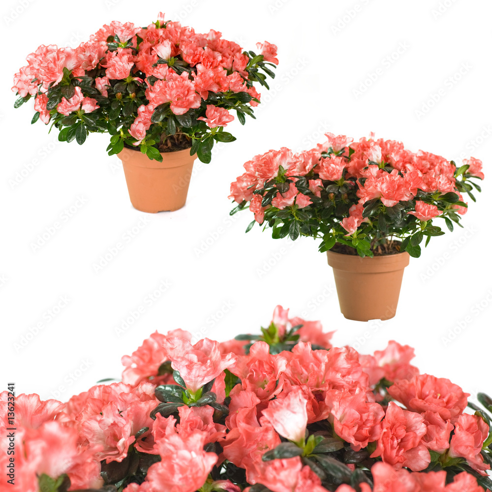 Obraz premium Azalee set