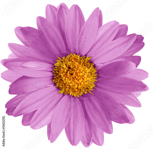 Beautful pink gerbera daisy on white background