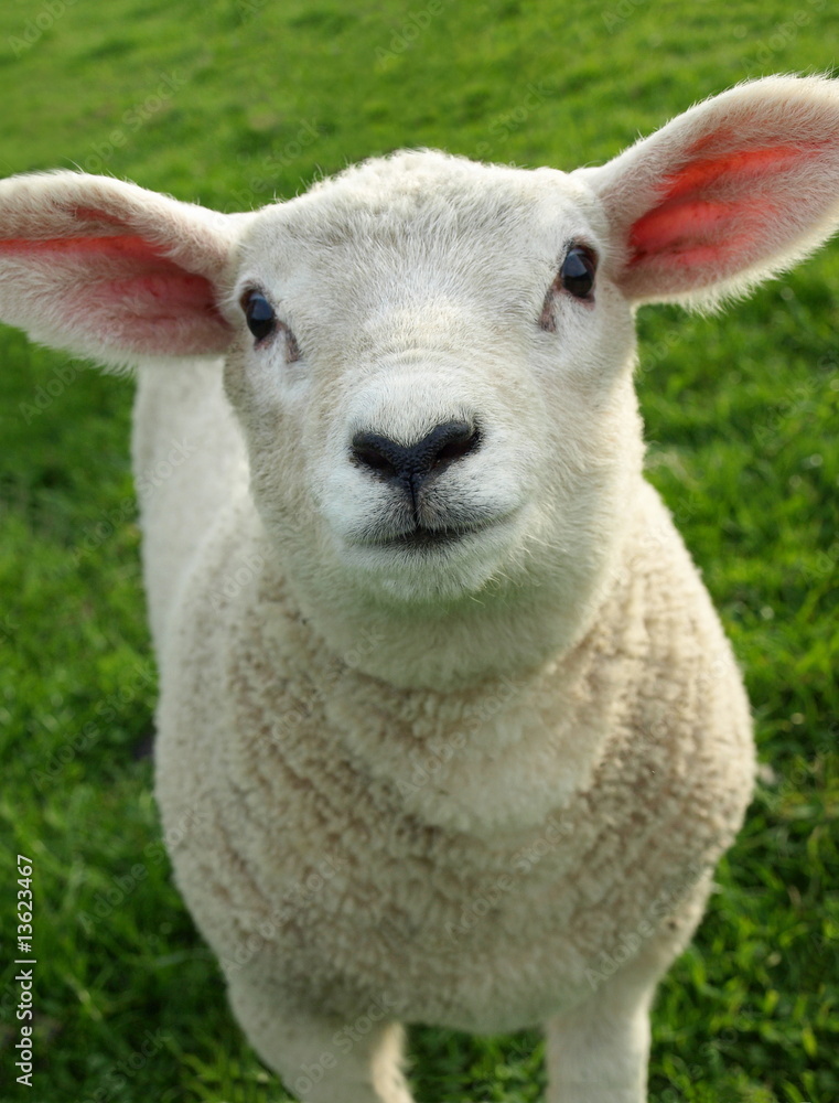 Fototapeta premium Spring Lamb