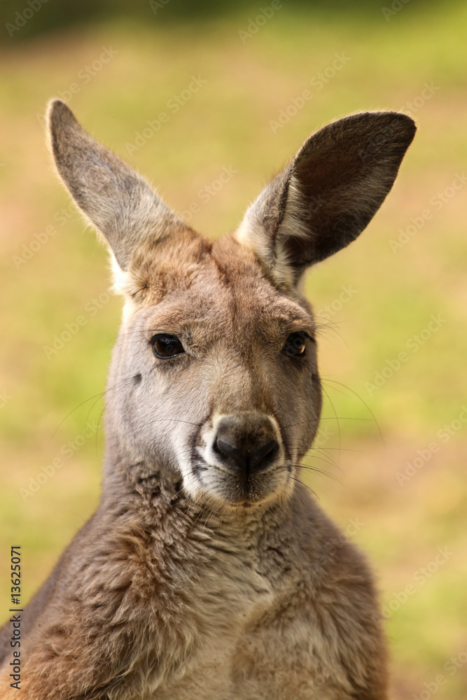 Kangaroo looking at you