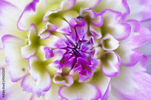 Pink macro dahlia with white lines