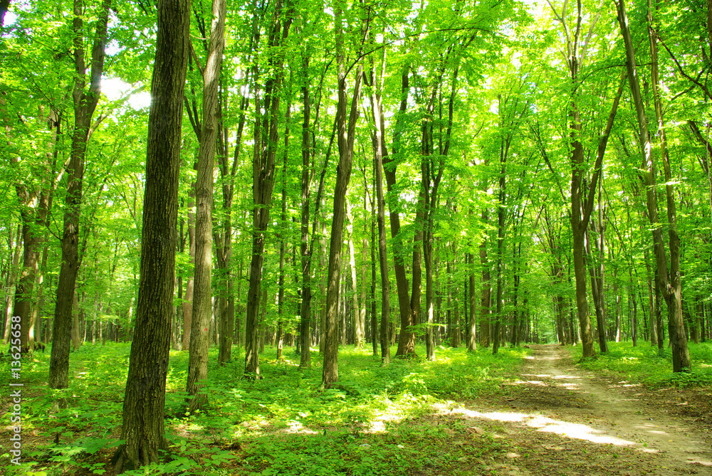 forest forest