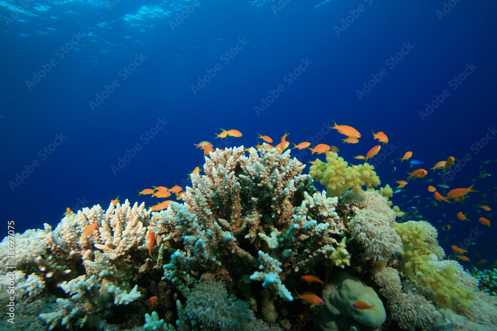 Fototapeta premium Coral Reef and Tropical Fish