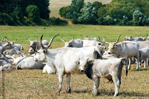 Wallpaper Mural Grey Cows Torontodigital.ca
