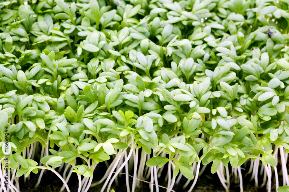cress cress