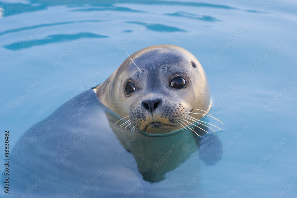 Fototapeta premium Harbour Seal
