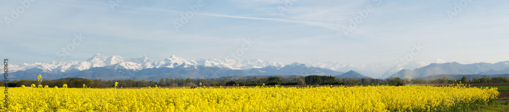Panoramic landscape of a rapeseed field