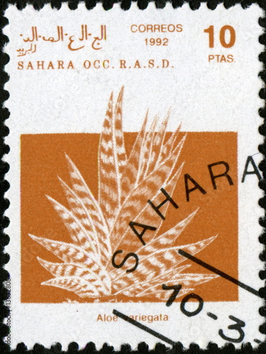 Sahara. Correos 1992. Aloes. Timbre postal. photo