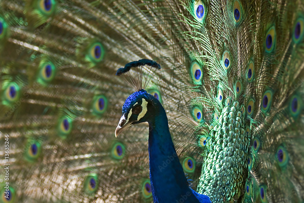 Obraz premium Peacock