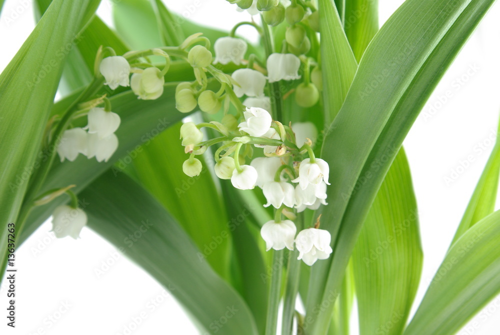 Obraz premium Clochette de muguet