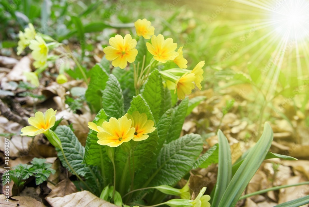 spring flowers in a rays of sun spring flowers in a rays of sun