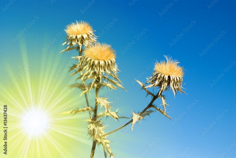 spring flowers in a rays of sun  on a sky background