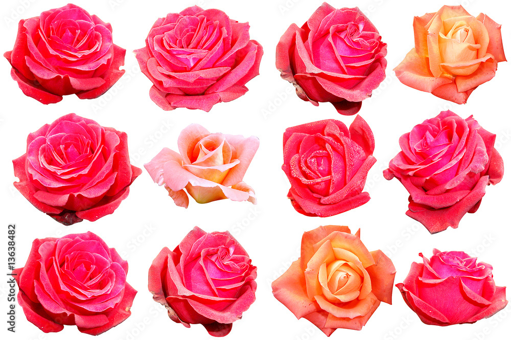 Isolated roses