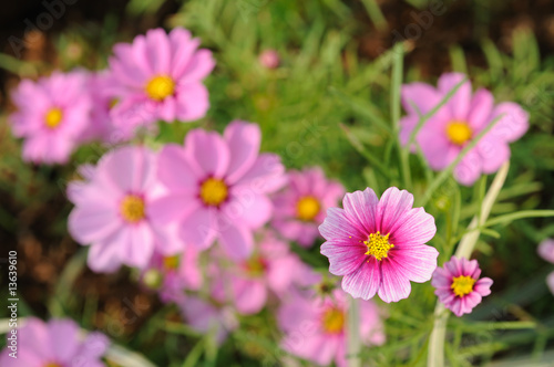 Pink cosmos flowers