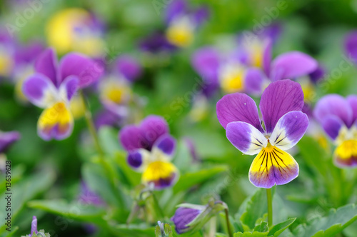 Purple-yellow pansies