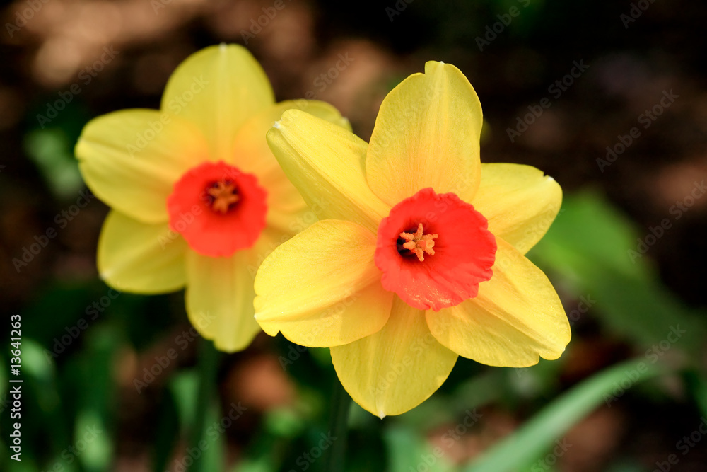 Fototapeta premium The daffodil blooming in spring