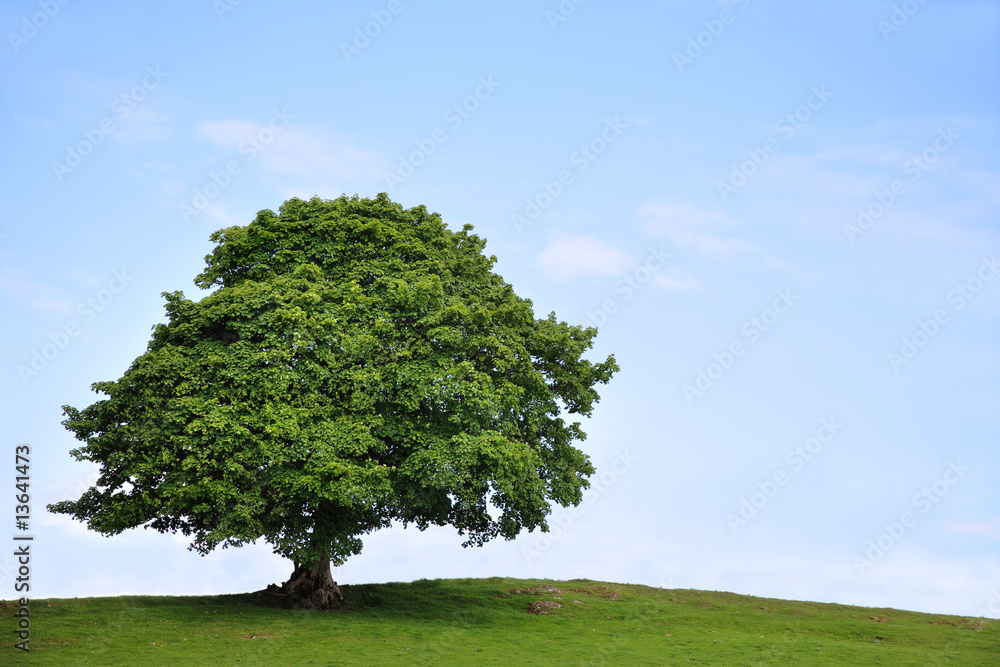 Naklejka premium Sycamore Tree in Summer