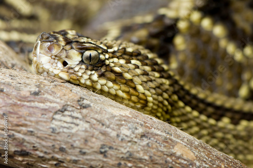 Close-up rattlesnake
