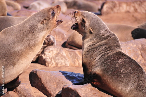 Otarie Namibie à Cap Cross