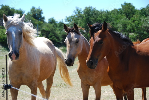 Chevaux