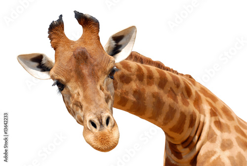 Détourage du portrait d'une girafe