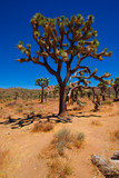 JOSHUA TREE NTL PARK_CALIFORNIA
