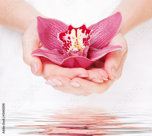 Fotografie beautiful orchid in fem palms